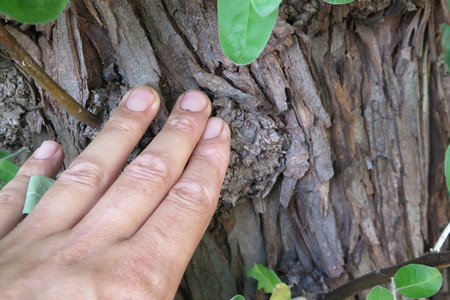  picture  Smalbladige_olijfwilg |Elaeagnus_angustifoli