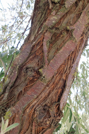  picture  Smalbladige_olijfwilg |Elaeagnus_angustifoli