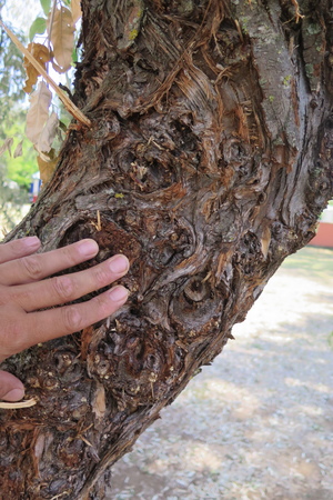  picture  Smalbladige_olijfwilg |Elaeagnus_angustifoli