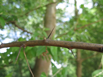  picture  Smalbladige_olijfwilg |Elaeagnus_angustifoli