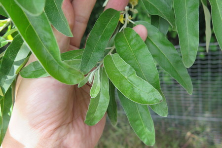  picture  Smalbladige_olijfwilg |Elaeagnus_angustifoli