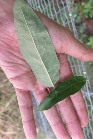  picture  Smalbladige_olijfwilg |Elaeagnus_angustifoli