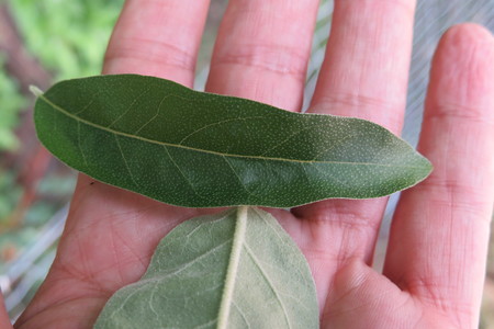  picture  Smalbladige_olijfwilg |Elaeagnus_angustifoli