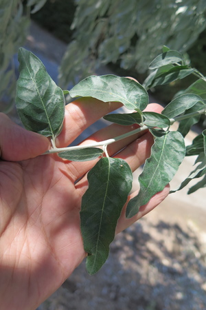  picture  Smalbladige_olijfwilg |Elaeagnus_angustifoli