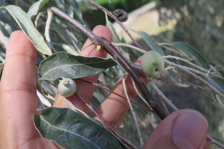  picture  Smalbladige_olijfwilg |Elaeagnus_angustifoli