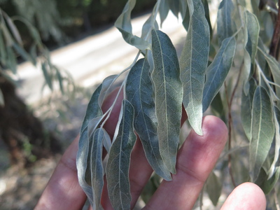  picture  Smalbladige_olijfwilg |Elaeagnus_angustifoli