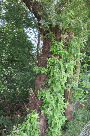  picture  Smalbladige_olijfwilg |Elaeagnus_angustifoli