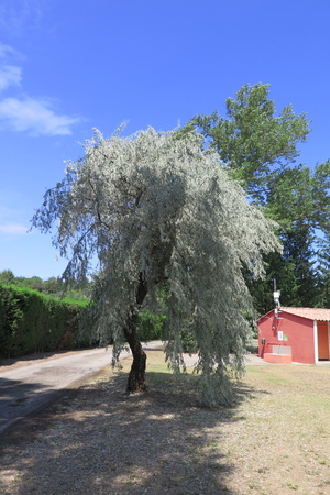  picture  Smalbladige_olijfwilg |Elaeagnus_angustifoli