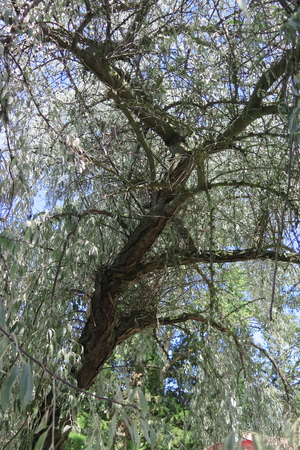  picture  Smalbladige_olijfwilg |Elaeagnus_angustifoli