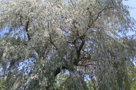  picture  Smalbladige_olijfwilg |Elaeagnus_angustifoli