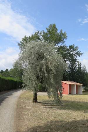  picture  Smalbladige_olijfwilg |Elaeagnus_angustifoli