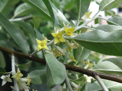  picture  Smalbladige_olijfwilg |Elaeagnus_angustifoli