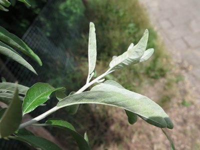  picture  Smalbladige_olijfwilg |Elaeagnus_angustifoli