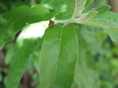  picture  Smalbladige_olijfwilg |Elaeagnus_angustifoli