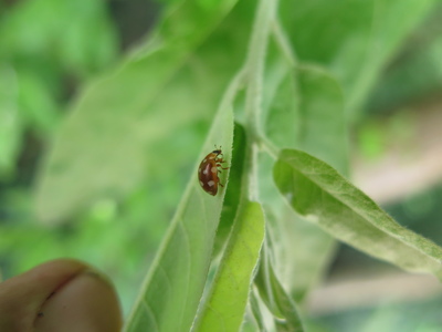  picture  Smalbladige_olijfwilg |Elaeagnus_angustifoli