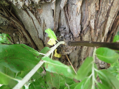  picture  Smalbladige_olijfwilg |Elaeagnus_angustifoli