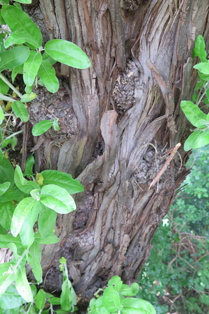  picture  Smalbladige_olijfwilg |Elaeagnus_angustifoli