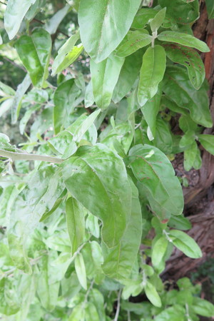  picture  Smalbladige_olijfwilg |Elaeagnus_angustifoli