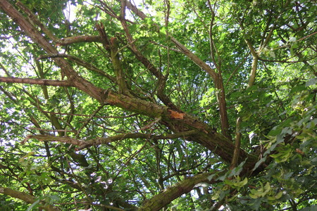  picture  Smalbladige_olijfwilg |Elaeagnus_angustifoli