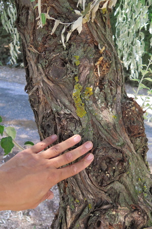  picture  Smalbladige_olijfwilg |Elaeagnus_angustifoli