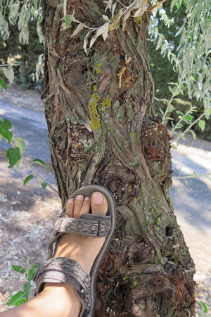  picture  Smalbladige_olijfwilg |Elaeagnus_angustifoli