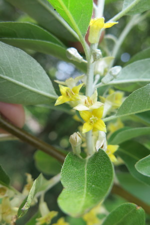  picture  Smalbladige_olijfwilg |Elaeagnus_angustifoli