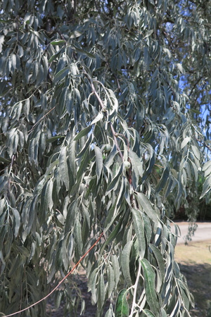  picture  Smalbladige_olijfwilg |Elaeagnus_angustifoli