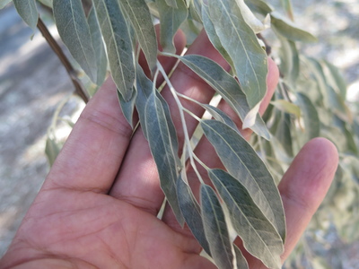  picture  Smalbladige_olijfwilg |Elaeagnus_angustifoli