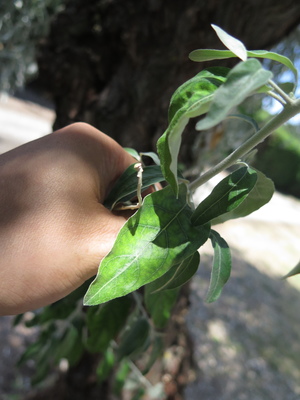  picture  Smalbladige_olijfwilg |Elaeagnus_angustifoli