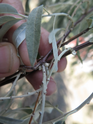  picture  Smalbladige_olijfwilg |Elaeagnus_angustifoli