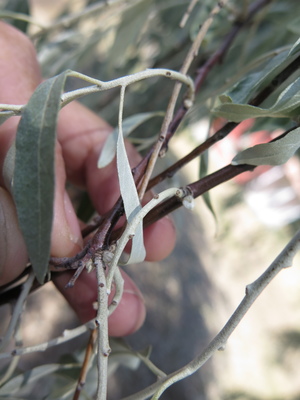  picture  Smalbladige_olijfwilg |Elaeagnus_angustifoli