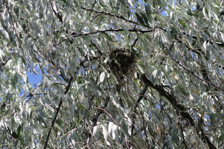  picture  Smalbladige_olijfwilg |Elaeagnus_angustifoli