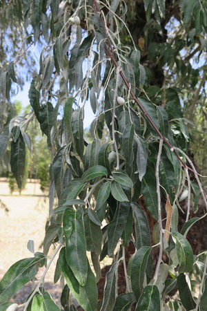  picture  Smalbladige_olijfwilg |Elaeagnus_angustifoli