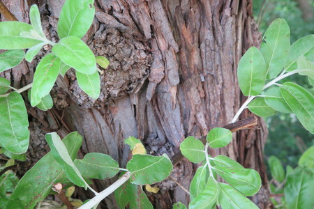  picture  Smalbladige_olijfwilg |Elaeagnus_angustifoli