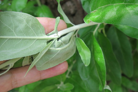  picture  Smalbladige_olijfwilg |Elaeagnus_angustifoli