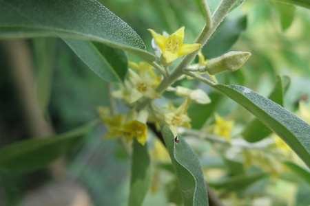  picture  Smalbladige_olijfwilg |Elaeagnus_angustifoli