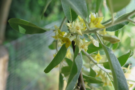  picture  Smalbladige_olijfwilg |Elaeagnus_angustifoli