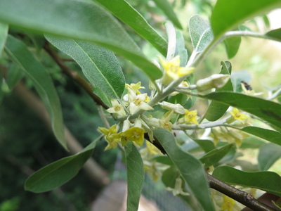  picture  Smalbladige_olijfwilg |Elaeagnus_angustifoli