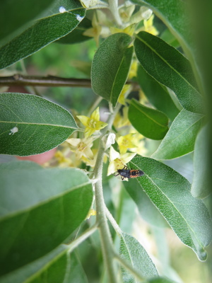  picture  Smalbladige_olijfwilg |Elaeagnus_angustifoli