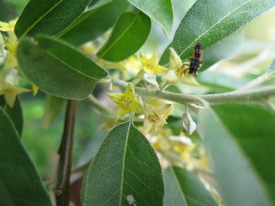  picture  Smalbladige_olijfwilg |Elaeagnus_angustifoli