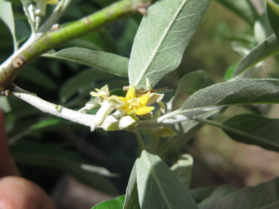  picture  Smalbladige_olijfwilg |Elaeagnus_angustifoli