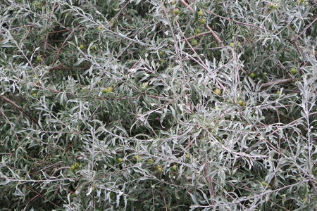  picture  Smalbladige_olijfwilg |Elaeagnus_angustifoli