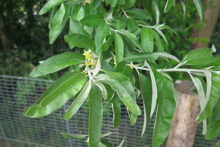  picture  Smalbladige_olijfwilg |Elaeagnus_angustifoli