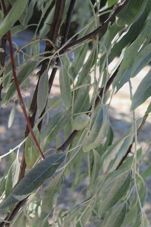  picture  Smalbladige_olijfwilg |Elaeagnus_angustifoli