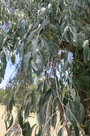  picture  Smalbladige_olijfwilg |Elaeagnus_angustifoli