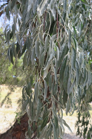  picture  Smalbladige_olijfwilg |Elaeagnus_angustifoli