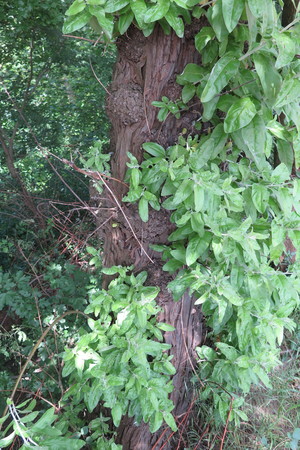  picture  Smalbladige_olijfwilg |Elaeagnus_angustifoli