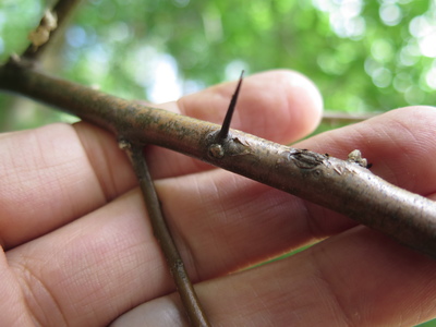  picture  Smalbladige_olijfwilg |Elaeagnus_angustifoli