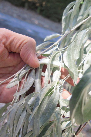  picture  Smalbladige_olijfwilg |Elaeagnus_angustifoli