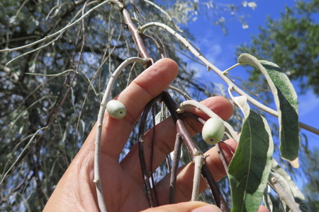  picture  Smalbladige_olijfwilg |Elaeagnus_angustifoli